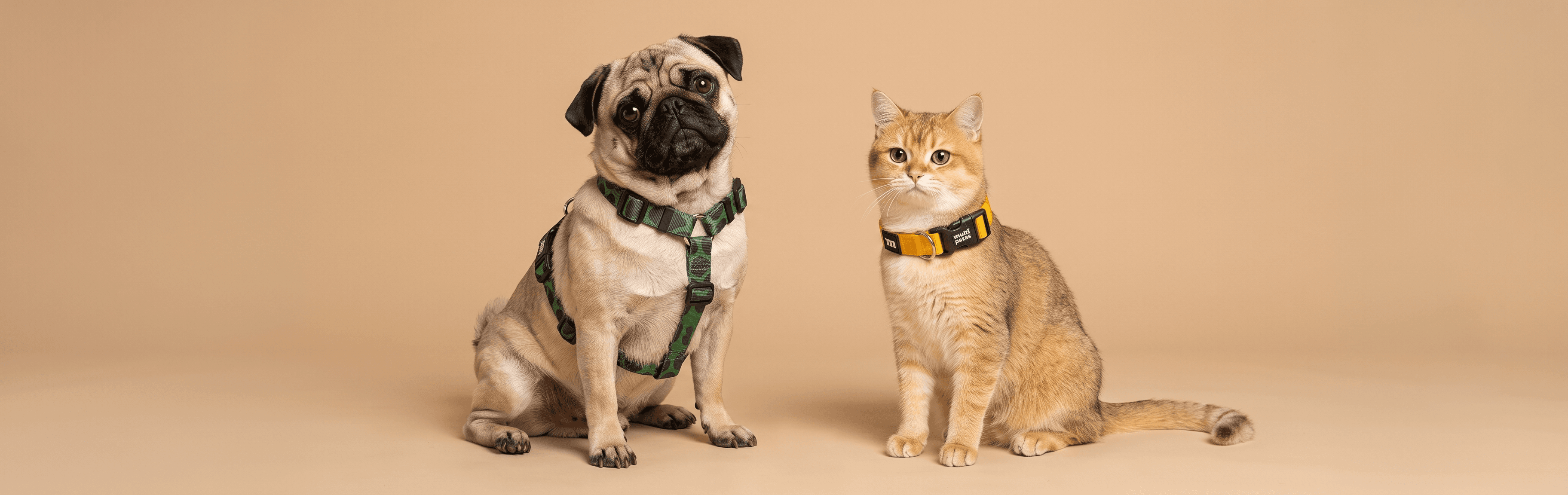 Pug e gato lado a lado usando acessórios Multipatas