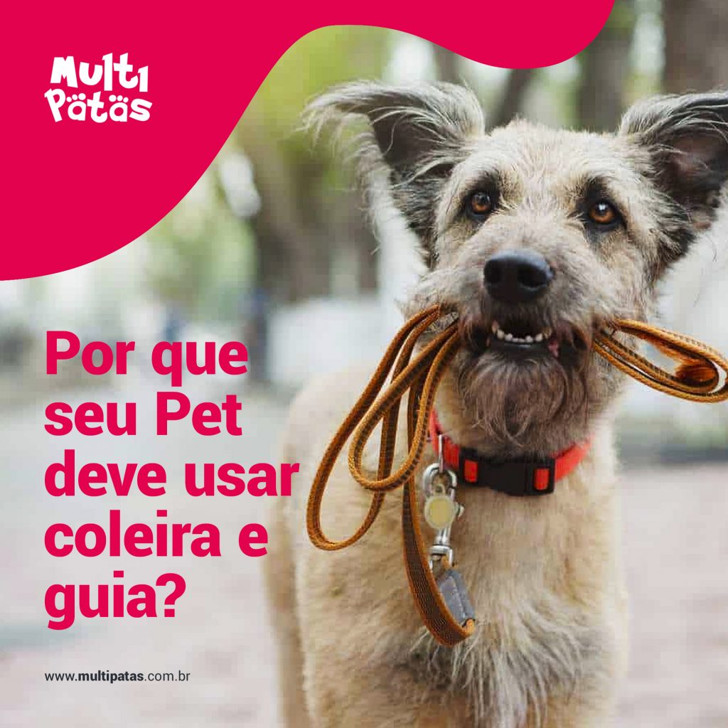 Por que seu Pet deve usar coleira e guia?