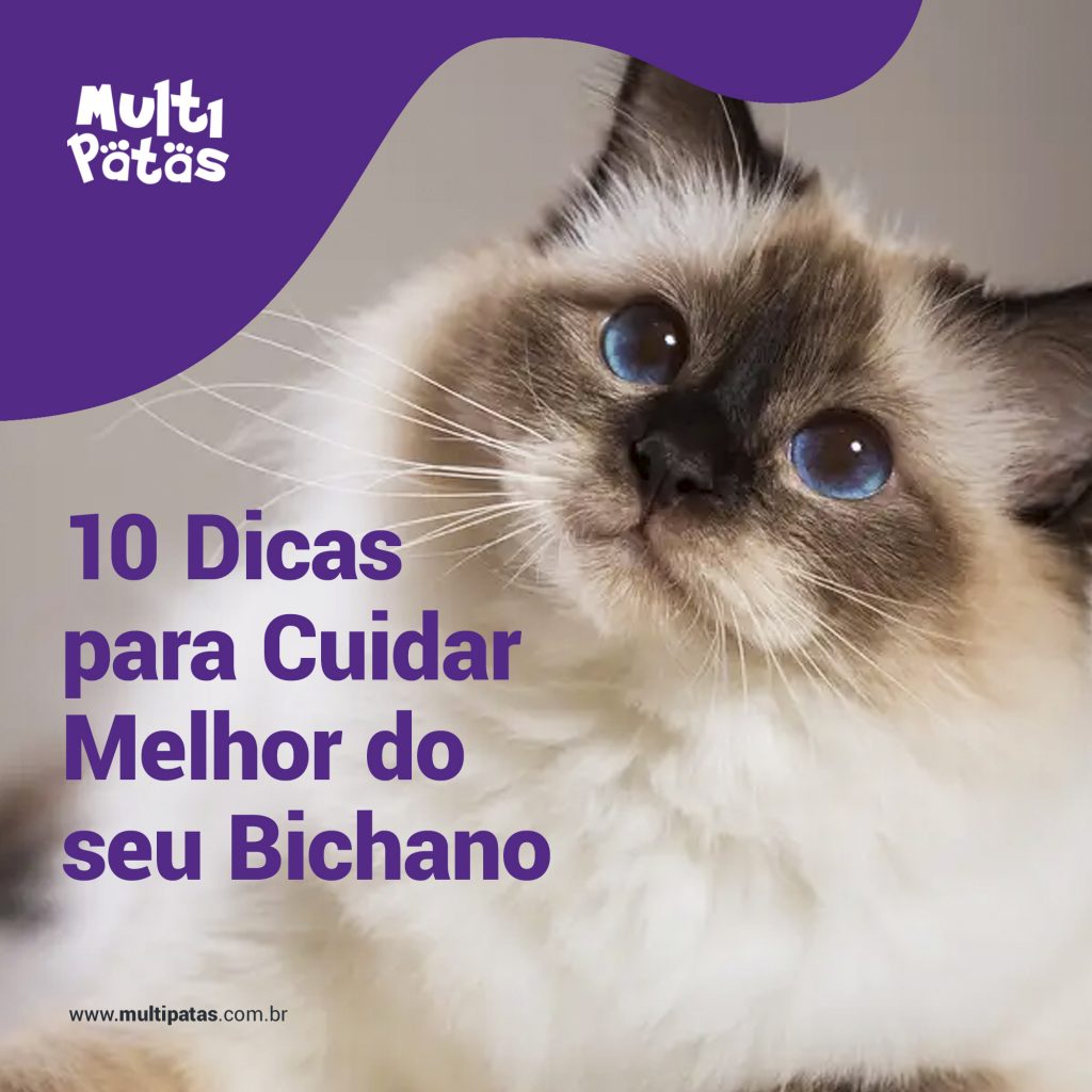 10 Dicas para Cuidar Melhor do seu Bichano