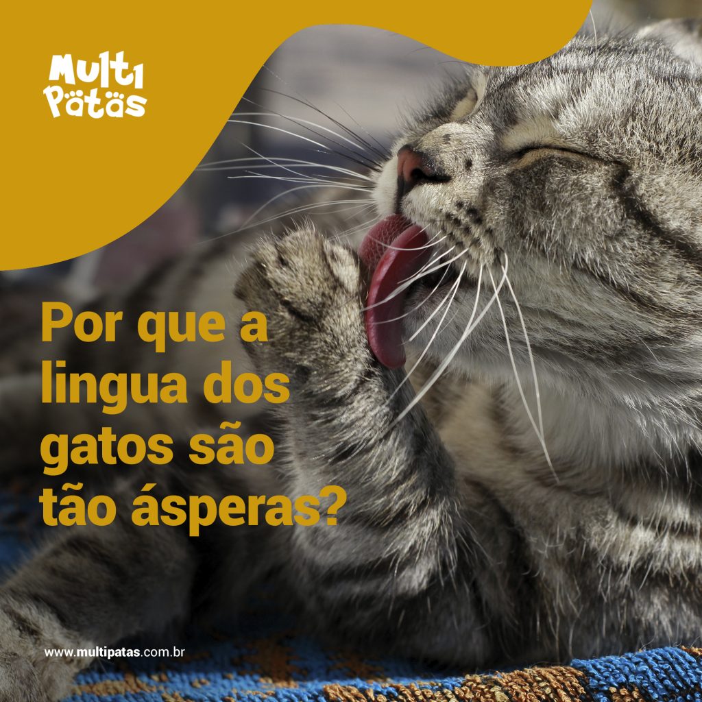 Por que a lingua dos gatos são ásperas