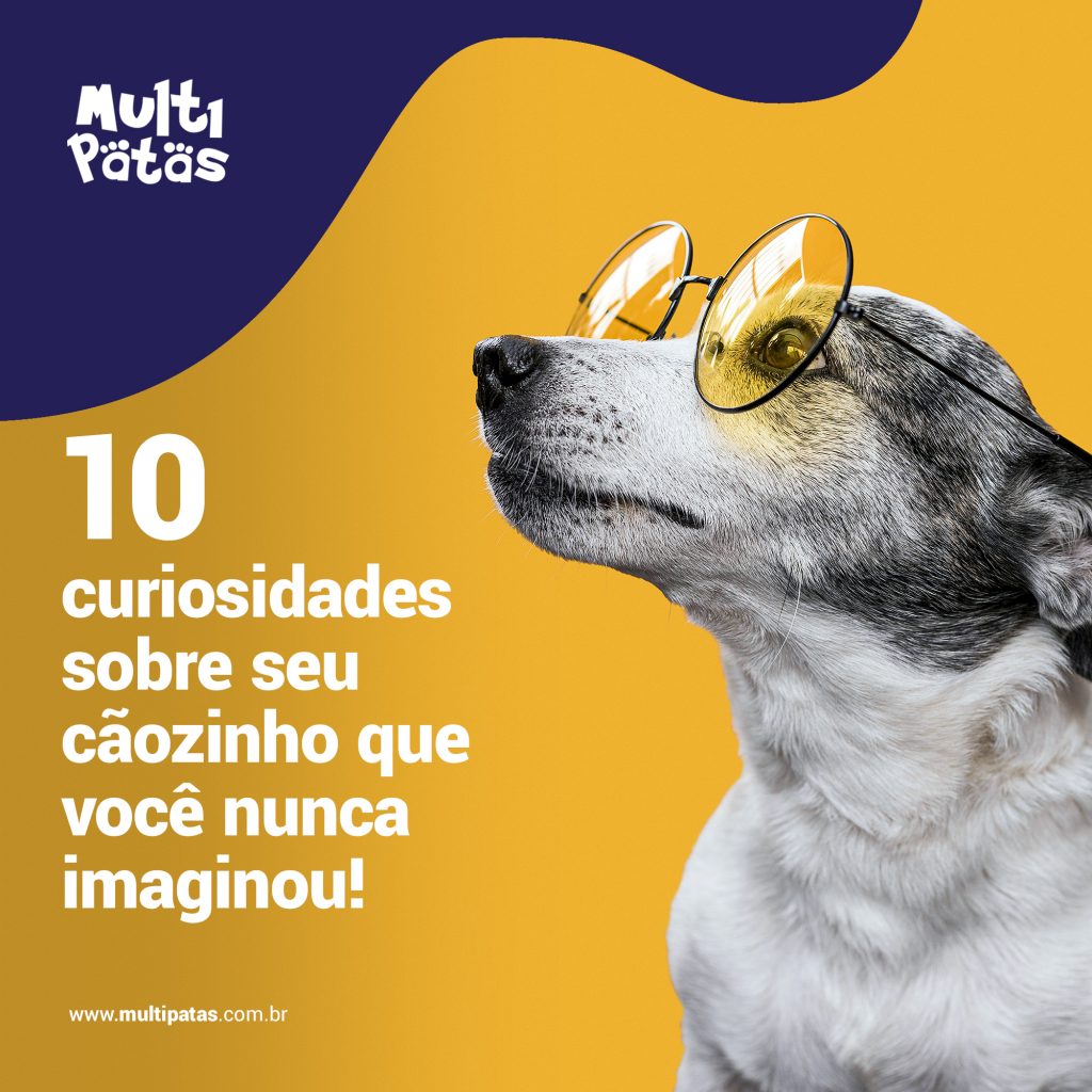 10 curiosidades sobre seu cãozinho que você nunca imaginou