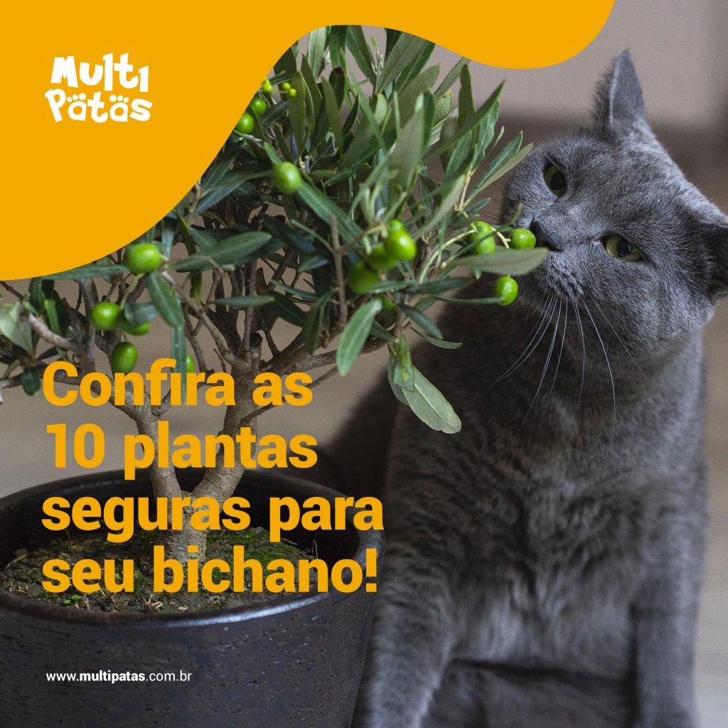 Confira as 10 plantas seguras para seu bichano