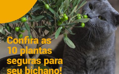 Confira as 10 plantas seguras para seu bichano