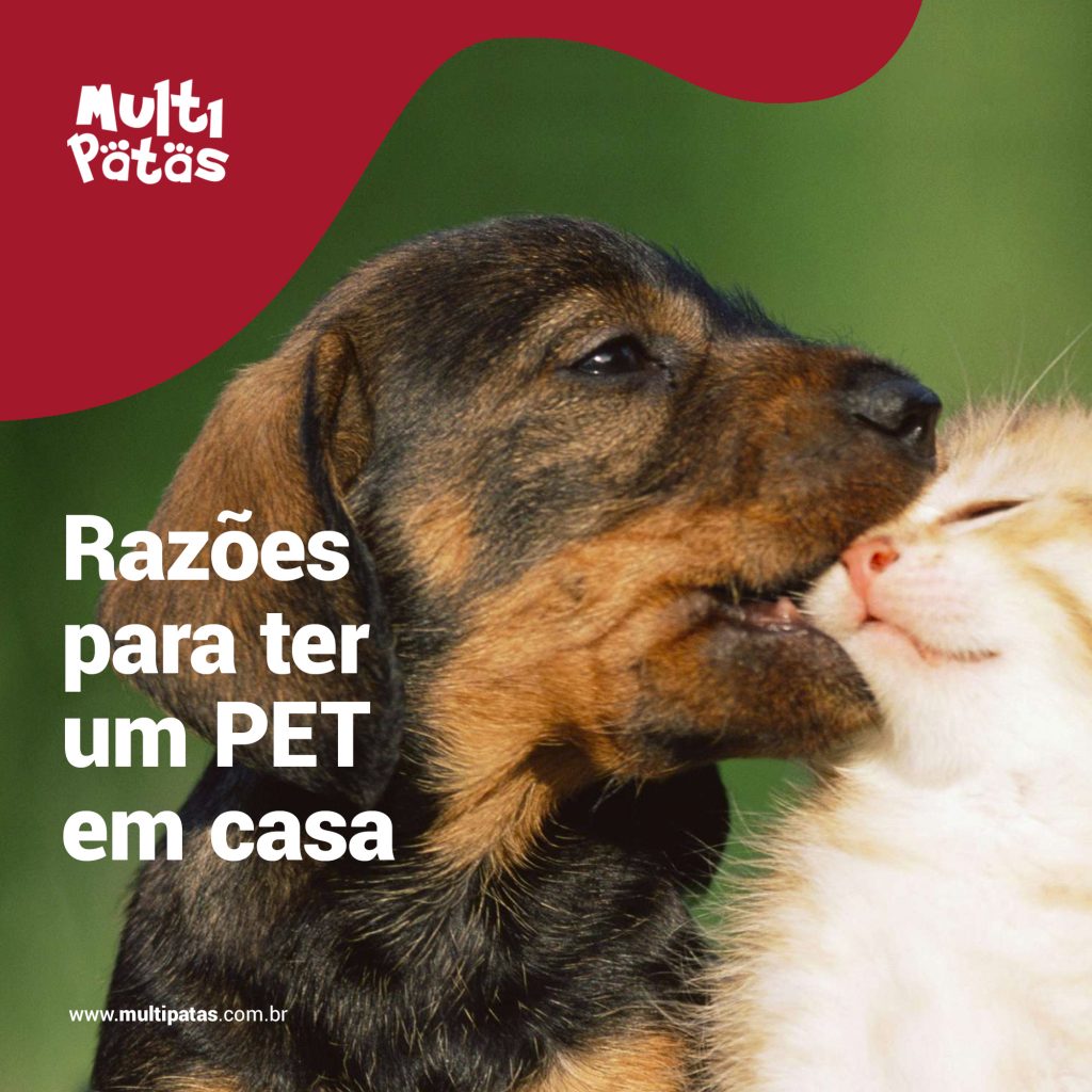 Razões para ter um PET em casa