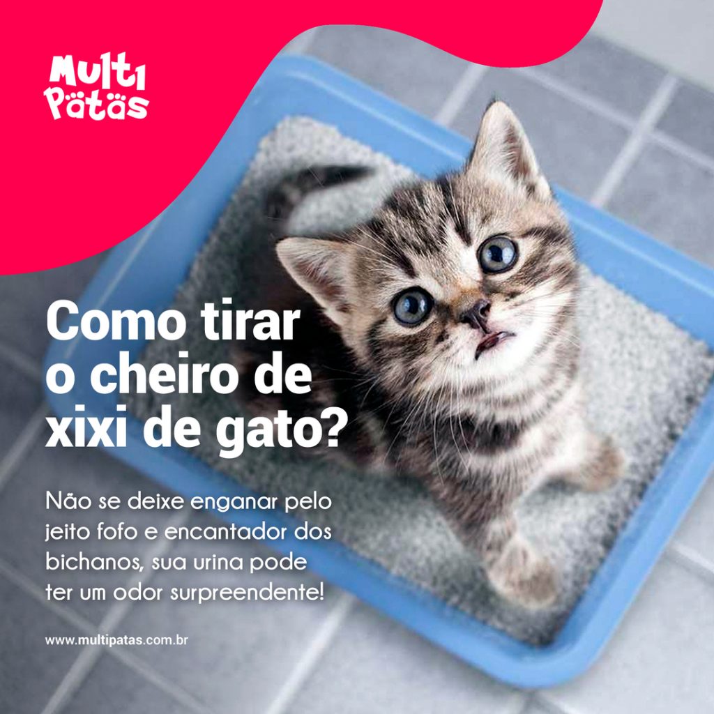 Como tirar o cheiro de xixi de gato