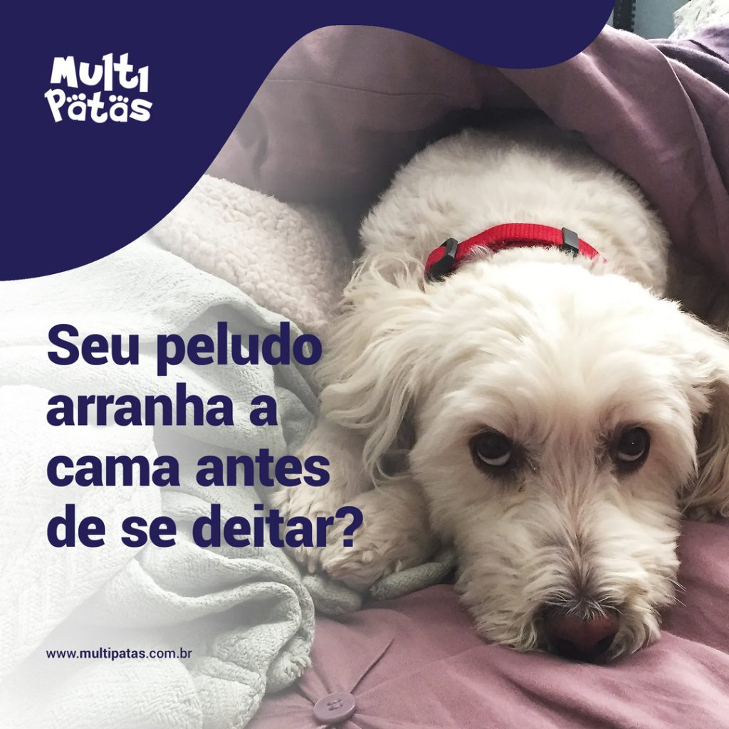 Seu peludo arranha a cama antes de se deitar